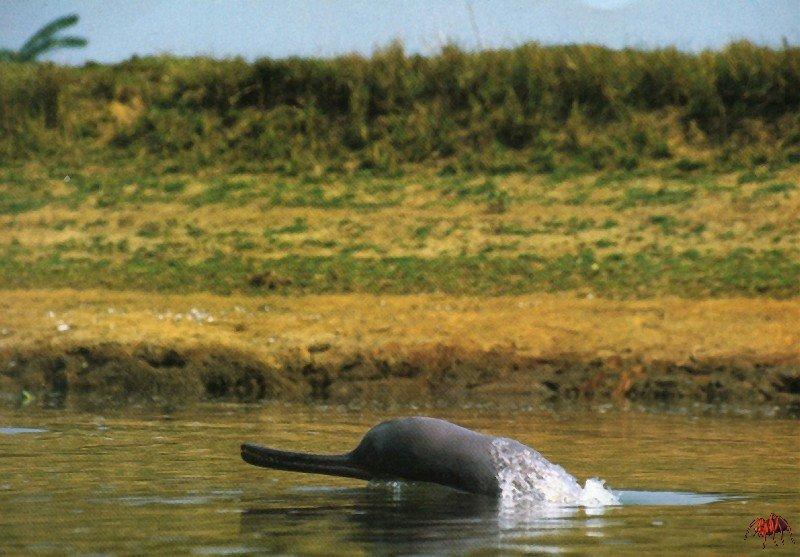 Be nice to animals Poaching of Gangetic river dolphins in India